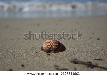 Red cockle shell in the sand against the seashore. Cardiidae shell.