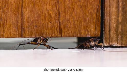 Red Cockroach Passing Through Door, Insect Invading House, Cockroach Infestation Indoors