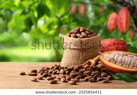 Red cocoa beans with fresh pods on wooden table with cocoa plant background.
