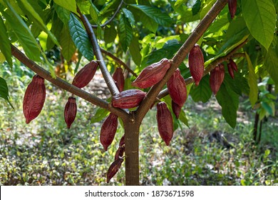 Red cocoa fruit on its tree, raw cacao beans, Cocoa pod on the tree. - Shutterstock ID 1873671598