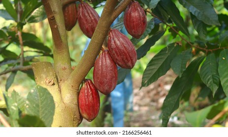 Red cocoa pod on tree in the field. Cocoa (Theobroma cacao L.) is a cultivated tree in plantations originating from South America, but is now grown in various tropical areas. Java, Indonesia.