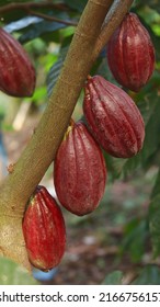 Red cocoa pod on tree in the field. Cocoa (Theobroma cacao L.) is a cultivated tree in plantations originating from South America, but is now grown in various tropical areas. Java, Indonesia.