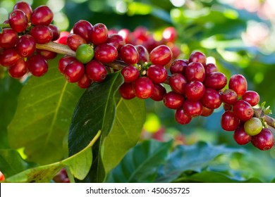 Red Coffee Beans