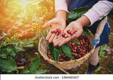 Granos de café rojos en la vista macro de la mano del granjero