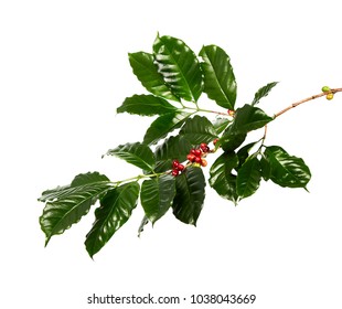 Red Coffee Beans On A Branch Of Coffee Tree With Leaves, Ripe And Unripe Coffee Beans Isolated On White Background With Clipping Path