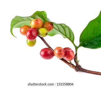 Red Coffee Beans  On A Branch Of Coffee Tree, Ripe And Unripe Berries Isolated On White Background