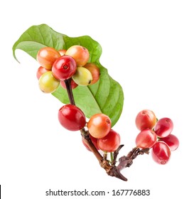 Red Coffee Beans On A Branch Of Coffee Tree, Ripe And Unripe Berries Isolated On White Background