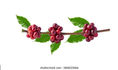 Red coffee beans on a branch of the coffee tree, ripe and unripe berries isolated on white background, Red coffee beans on a branch of harvest the coffee tree, ripe berry fruit on white background. - Powered by Shutterstock