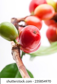 Red Coffee Beans On A Branch Of Coffee Tree, Ripe And Unripe Berries Isolated On White Background (selective Focus)