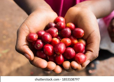 Red coffee cherries at the Liza coffee cooperative in the Lake Kiva region of Rwanda 