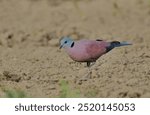 Red Collared Dove, Field, Eating, Seeds, Ground, Backyard, Searching Food