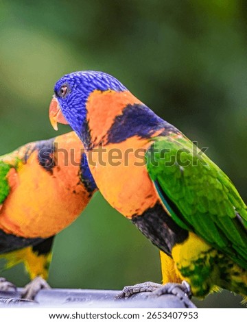 A Red Collared Lorikeet in discussion