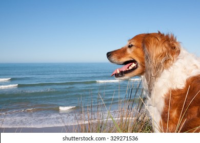 Red Collie Sheep Dog Looking Out Over A Picturesque New Zealand Surf Beach On A Clear Blue Day From Sand Hills High Above 