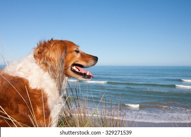 Red Collie Sheep Dog Looking Out Over A Picturesque New Zealand Surf Beach On A Clear Blue Day From Sand Hills High Above 