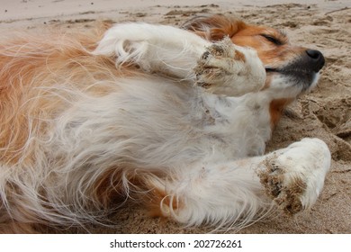 Red Collie Type Dog In Sand At The Beach Rolling On Its Back Showing Its Belly 