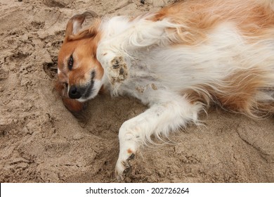 Red Collie Type Dog In Sand At The Beach Rolling On Its Back Showing Its Belly 