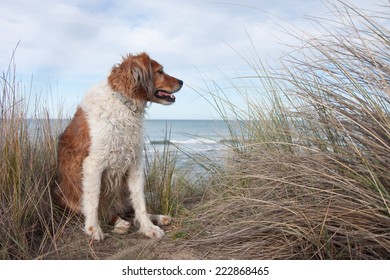 Red Collie Type Dog Siting On Top Of A Sand Hill Above A Surf Beach