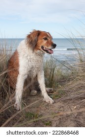 Red Collie Type Dog Siting On Top Of A Sand Hill Above A Surf Beach