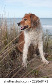 Red Collie Type Dog Siting On Top Of A Sand Hill Above A Surf Beach