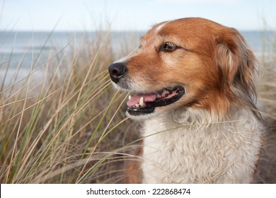 Red Collie Type Dog Siting On Top Of A Sand Hill Above A Surf Beach