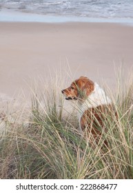 Red Collie Type Dog Siting On Top Of A Sand Hill Above A Surf Beach