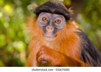 Red Colobus Monkey