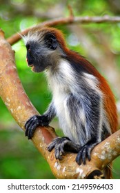 Red Colobuses Are Primarily Arboreal And Are Highly Sensitive To Hunting And Habitat Destruction, And Have Been Referred To As Probably The Most Threatened Taxonomic Group Of Primates In Africa