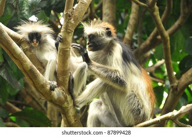 322 Chimps tanzania Images, Stock Photos & Vectors | Shutterstock