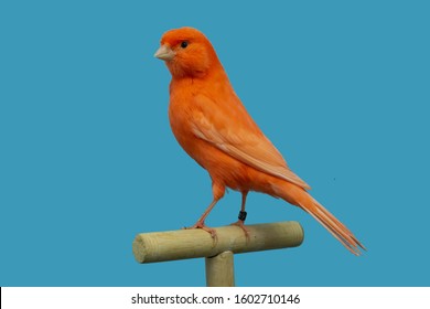 Red Color Canary In Softbox