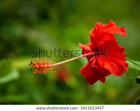 Red Color China Rose Hibiscus Nice Flower