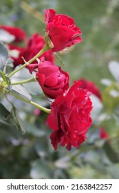 Red Color Floribunda Rose Bordeaux Flowers In A Garden In July 2021