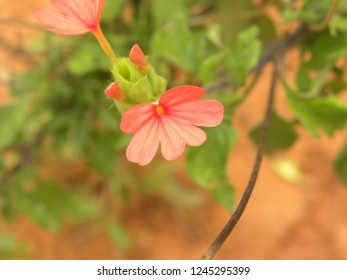 Red Color Flower Of Impatiens Or Jewel Weed Plant