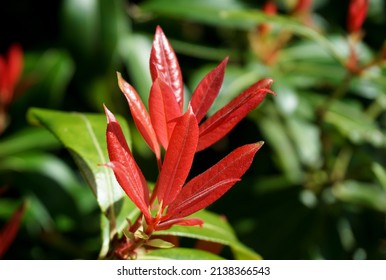 red color leaves of woodland plant. New life emerges during spring. Plant and nature image close up. 