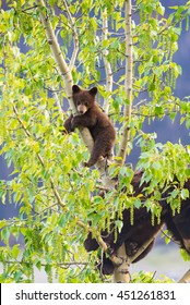 Red Colored Black Bear Mother And Baby Cub Climbing In A Tree Top In The Summer Time, Jasper National Park Alberta Canada