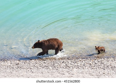 Red Colored Black Bear Mother And Baby Cub Playing In The Lake On A Hot Summer Day, Jasper National Park Alberta Canada