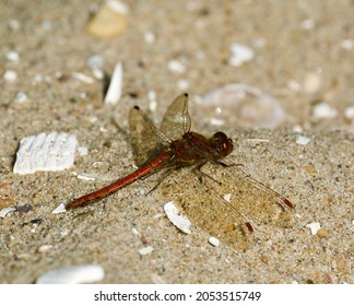 Red Colored Dragonfly (Sympetrum Vulgate).