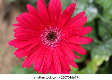 Red Colored Gerbera Flower Farm For Harvest