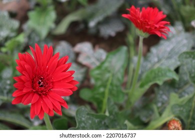 Red Colored Gerbera Flower Farm For Harvest