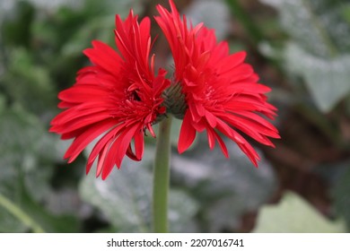 Red Colored Gerbera Flower Farm For Harvest