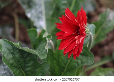 Red Colored Gerbera Flower Farm For Harvest