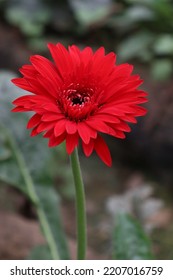 Red Colored Gerbera Flower Farm For Harvest