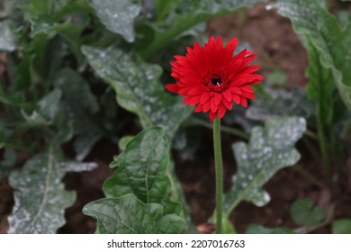 Red Colored Gerbera Flower Farm For Harvest