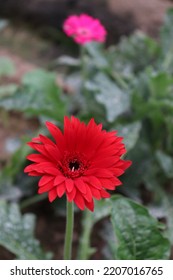 Red Colored Gerbera Flower Farm For Harvest