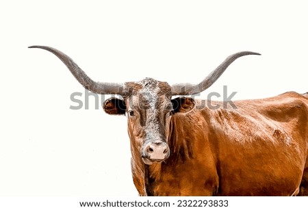 A red colored Longhorn cow on a plain pure white background staring at the camera