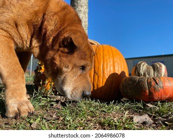 Red Colored Shar Pei Dog Sniffing Outside Around The Bright Orange Pumpkins On A Sunny Morning With Blue Sky Background 