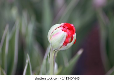 Red Colored Tulip Starting To Bloom In Majors Hill Park Downtown Ottawa Ontario Canada.