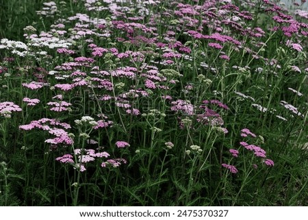 Similar – Hallig Gröde | Sand lilacs on the salt marsh