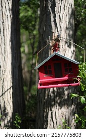 Red Colour Bird House In The Backyard.