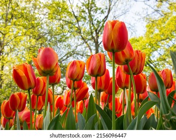 Red colour Tulip in a garden, Ants Eye view. Calypso Tulip