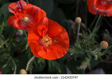 Red coloured garden poppy flower in a house garden.Family papaveraceae.Herbaceous plant. Many stamens forming a conspicuous whorl in the center of the flower and an ovary of from to many fused carpels